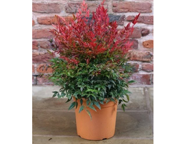 Nandina domestica obsessed seika 3lt              