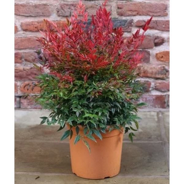 Nandina domestica obsessed seika 3lt              