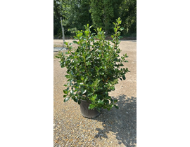Escallonia iveyi 10lt                             