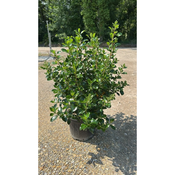 Escallonia iveyi 10lt                             