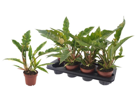 Philodendron ring of fire m12                     