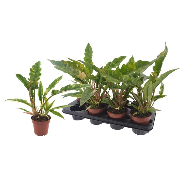 Philodendron ring of fire m12                     
