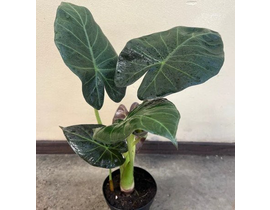 Alocasia regal shields m17                        
