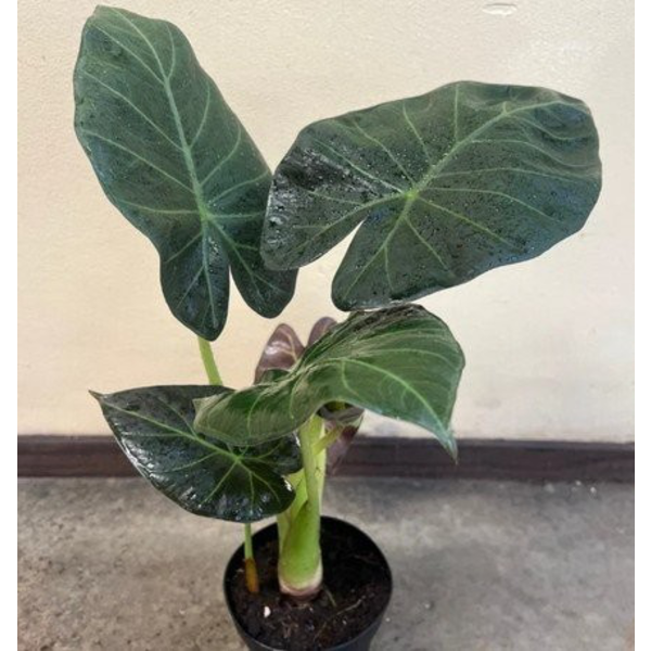 Alocasia regal shields m17                        