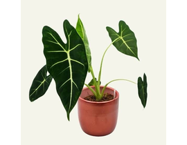 Alocasia frydek m12                               
