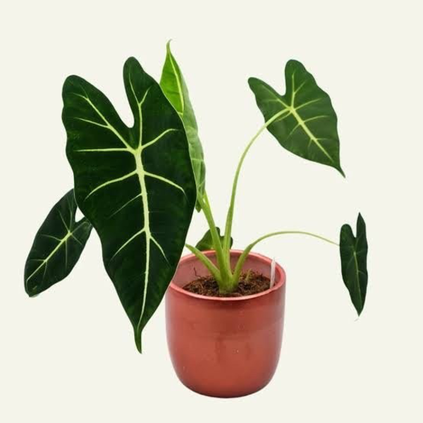Alocasia frydek m12                               