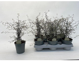Corokia cotoneaster m12                           