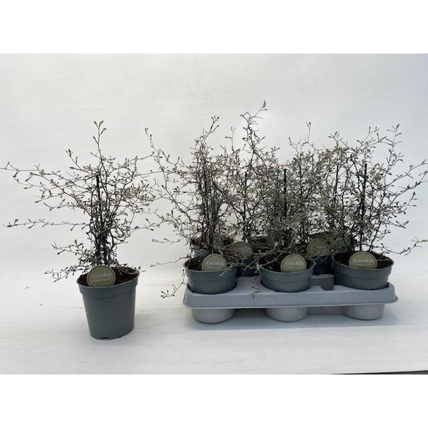 Corokia cotoneaster m12                           