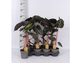 Alocasia pink dragon m14                          
