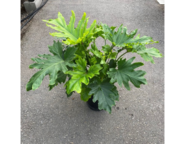 Philodendron selloum hope m21                     