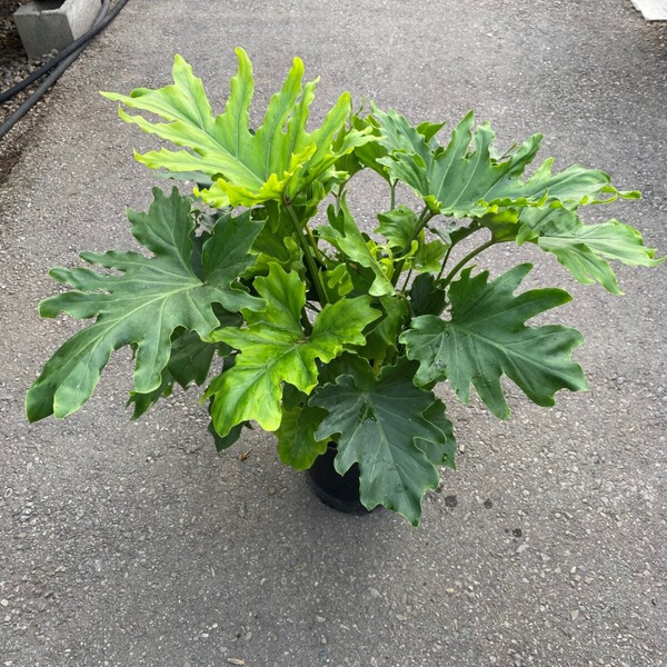 Philodendron selloum hope m21                     