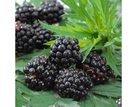 Mora rubus thorles 15                             