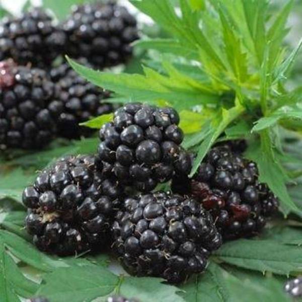 Mora rubus thorles 15                             