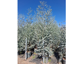 Eucaliptus gunni azura 18lt 175/200               