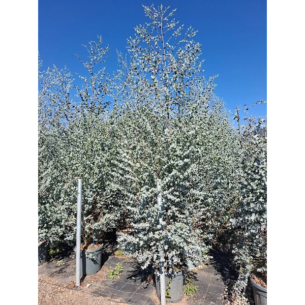 Eucaliptus gunni azura 18lt 175/200               