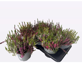 Calluna tricolor m17                              