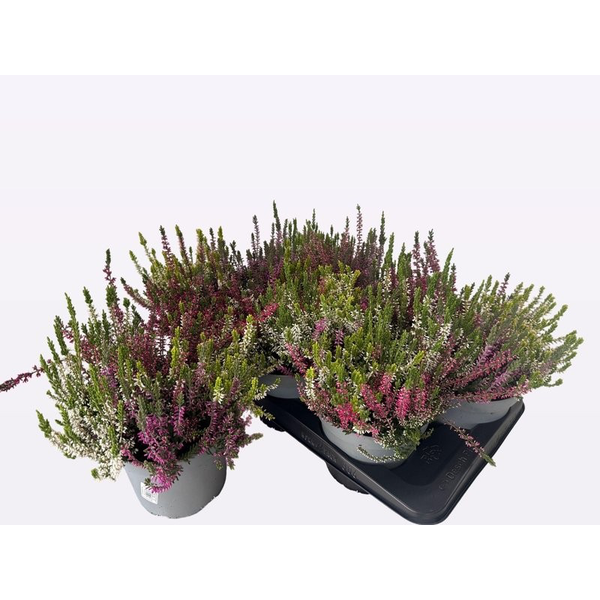 Calluna tricolor m17                              
