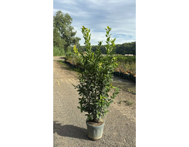 Laurus nobilis arbustivo 15lt 125/150             