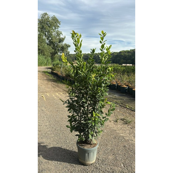 Laurus nobilis arbustivo 15lt 125/150             