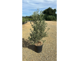 Olivo cipresino piramidal 15lt 120/140            