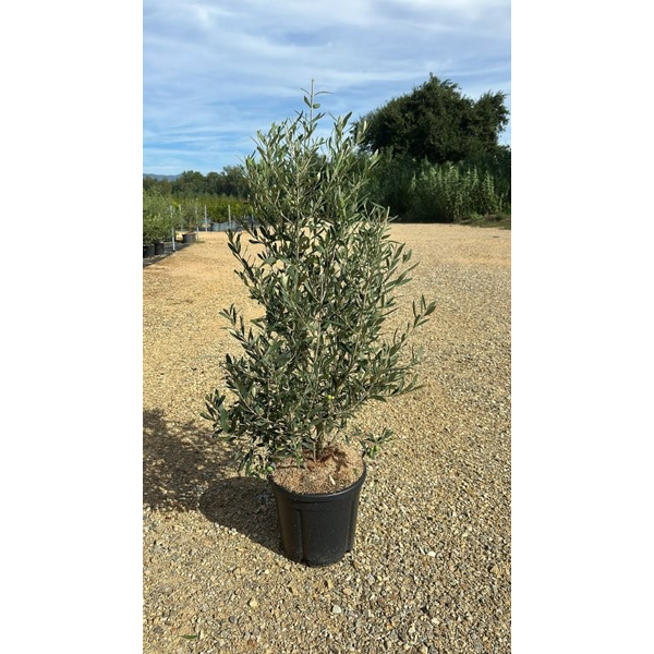 Olivo cipresino piramidal 15lt 120/140            