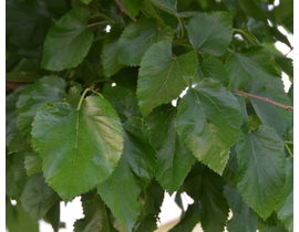 Morus fruitles 12/14 maceta (amarilla)            