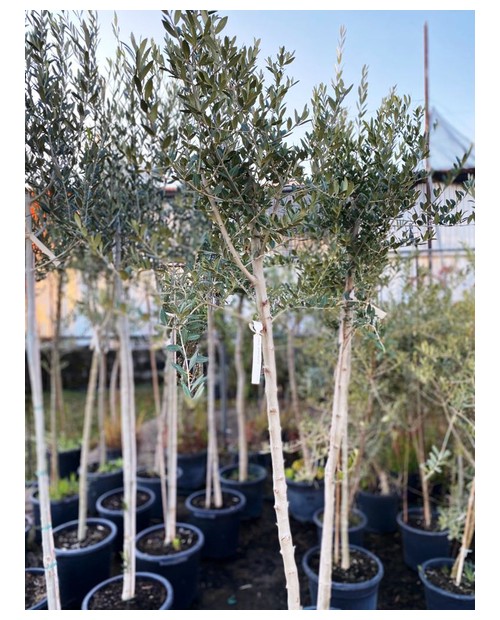 Olivo arberquina, manzanilla m18 80cm             