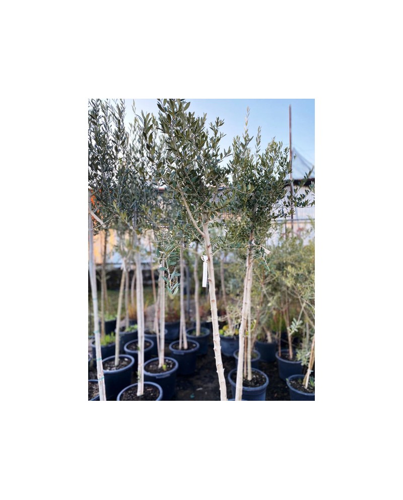 Olivo arberquina, manzanilla m18 80cm             