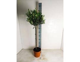 Olivo de copa m20 120cm (cipresino)               