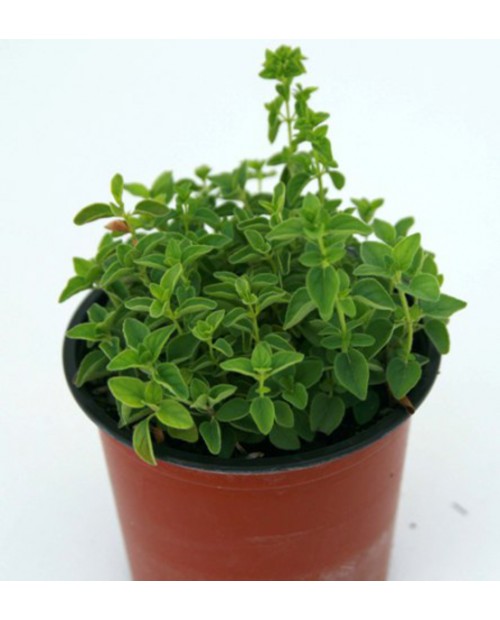Oregano m11                                       
