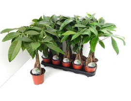 Pachira aquatica m12 50cm                         