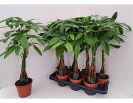 Pachira aquatica m14 60cm                         