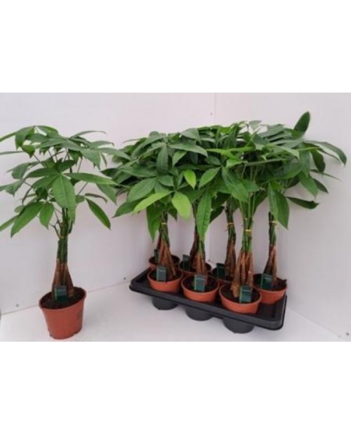 Pachira aquatica m15 50cm                         