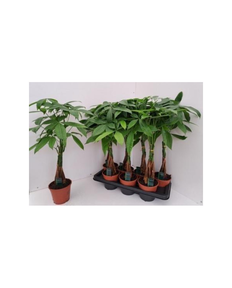 Pachira aquatica m12 50cm                         