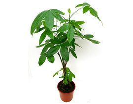 Pachira aquatica m21 90cm                         