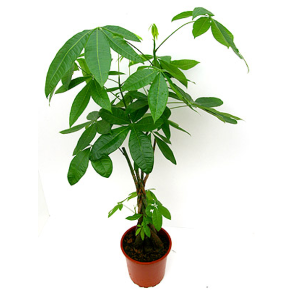 Pachira aquatica m21 90cm                         