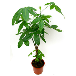 Pachira aquatica m21 90cm                         