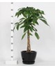Pachira aquatica m21 90cm                         