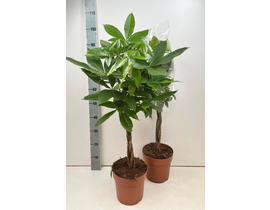 Pachira aquatica m21 90cm                         