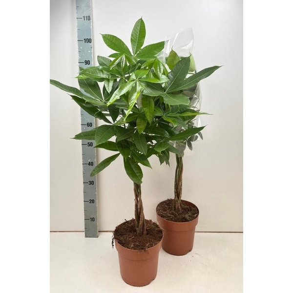 Pachira aquatica m21 90cm                         