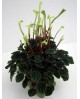 Peperomia caperata lilian m13                     