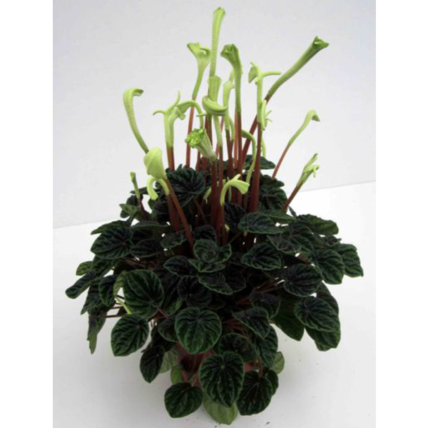 Peperomia caperata lilian m13                     
