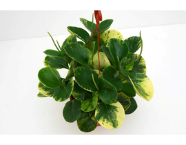 Peperomia usa, yelli, pixie m9                    