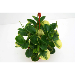 Peperomia usa, yelli, pixie m9                    