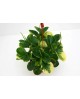 Peperomia usa, yelli, pixie m9                    