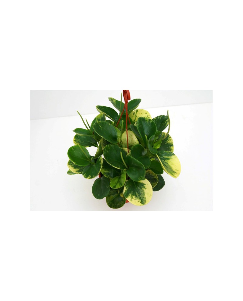 Peperomia usa, yelli, pixie m9                    