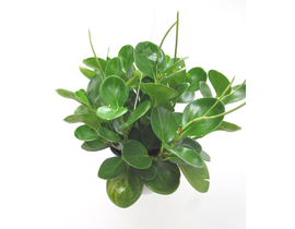 Peperomia mix colgar 15                           