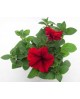 Petunia 11                                        