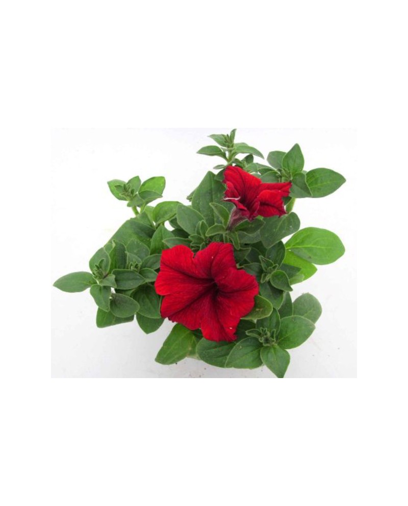 Petunia 11                                        