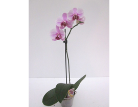 Phalaenopsis 1 rama m12                           